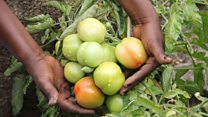 Upatikanaji wa masoko ya mazao Tanzania