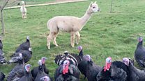 How alpacas keep turkey off the menu