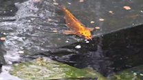 Donated koi carp replace killed fish