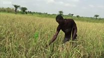 Noman Shinkafa a Ebonyi