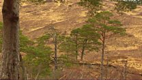 Coille Loch Airceig air a cheannach