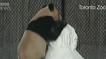 سنو مین کے ساتھ کھیلتا پانڈا