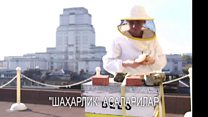 "Шаҳарлик" асаларилар