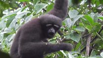 'Star Wars gibbon' is new primate species