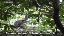 "Юлдузлар уруши"- одамсимон маймун