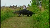 ফ্লোরিডায় বিশাল কুমিরের পদচারণা