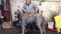 Big dog weighed-in on scrapyard scales