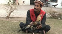 مرغوں کی لڑائی: غیر قانونی مگر مقبول