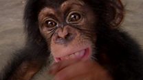 a rescued chimpanzee in Ivory Coast