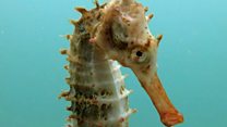 Watch: The former policeman who saves seahorses