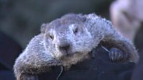 Groundhog: Six more weeks of winter