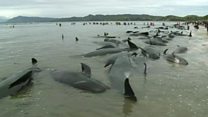 Hundreds of New Zealand whales beached