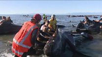 Frantic bid to save stranded whales