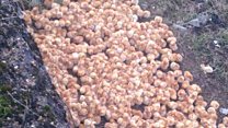 Hundreds of chicks abandoned in field