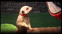 Meet the therapy meerkats