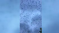Starling murmuration wows birdwatchers