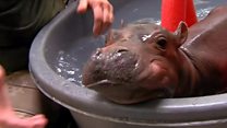 Hippo saved by children's hospital doctors