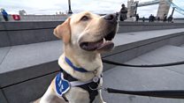Watch: Special canine companion for war veterans