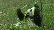 Les Américains disent au revoir à Bao Bao