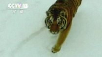 Tiger knocks drone from the sky