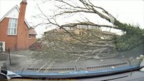 Dashcam captures falling tree near miss