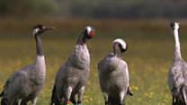 'Secretive cranes need peace and quiet'