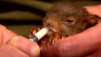 Baby red squirrel orphan rescued by Wildlife Trust