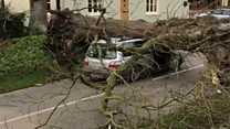 Tree crush driver in 'incredibly lucky' escape