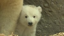 Polar bear cub on first outing in Munich zoo