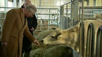 Prince Charles meets rare cattle