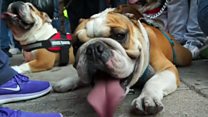 Mexico's World Record Bulldog attempt
