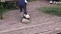 一只喜欢“抱大腿”的网红熊猫