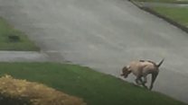 'Out of control' hunt accused of killing fox in Macclesfield garden