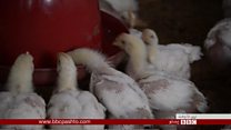 په خوړو د ځان بسياينې هڅه