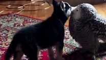 Owl and husky are the best friends