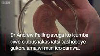 Amatwi y'abantu ahinguwe mu camwa ca pome
