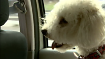 The taxi service for animal passengers