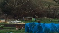 Deer trapped in allotments