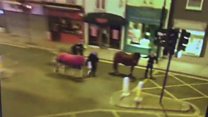 Barnet Horse video