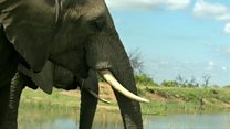 L'éléphant, le grand insomniaque