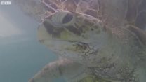 泰国海龟呑下千枚硬币