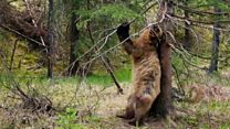 Watching the scratching bear is good for you