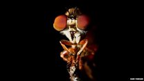 Hunting secrets of a robber fly