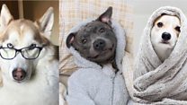 Dogs of Instagram meet their admirers