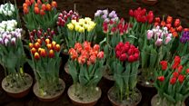 Dutch election explained in tulips