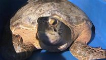 Giant green sea turtle goes overboard