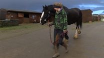 Ceffylau gwedd: 'Cyfle gwych'