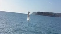 WHALE