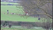 Footage of an illegal fox hunt