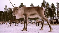 Experiencing life as a reindeer herder